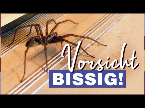 Hauswinkelspinne: Wie gefährlich ist ihr Biss wirklich?