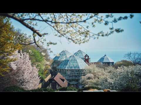 【公式】山桜のある風景｜神戸布引ハーブ園／ロープウェイ｜Kobe Nunobiki Herb Gardens & Ropeway