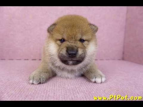 10/15赤色柴犬公幼犬2號