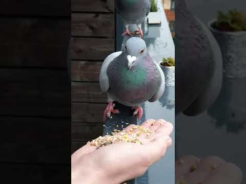Feeding Hungry Pigeon