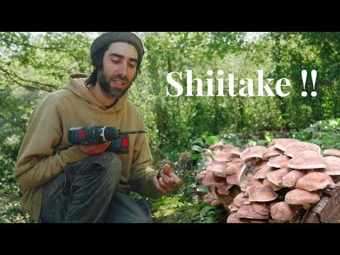 Installation of a Shiitake culture