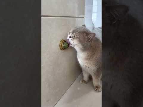 Catnip Toys Your Feline Friend Can’t Resist! #cat