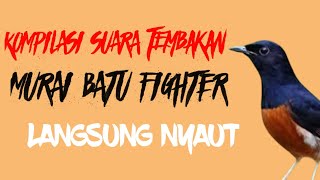 Download lagu SUARA KOMPILASI Tembakan KASAR Murai Batu GACOR FIGHTER, Langsung NYAUT mp3