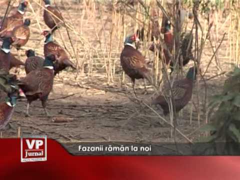 Fazanii rămân la noi