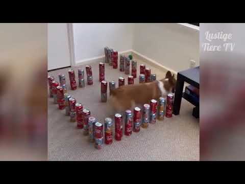 OMG Super Cute Best Funny Cats and Dogs Compilation