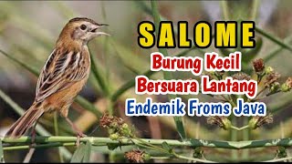 Download lagu Salome Paling Gacor Suara Pedas Sikecil Mungil Ful... mp3