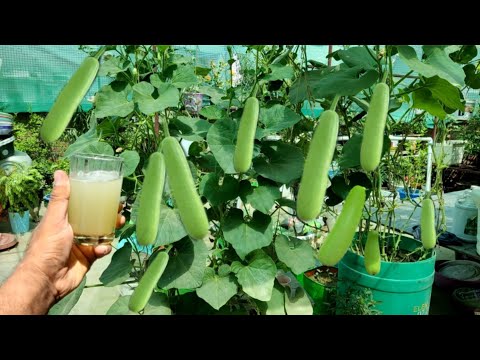 लौकी की बेल में यह गजब की चीज डालने से आएंगी ढेरों लौकी एक भी लौकी नहीं सड़ेगी