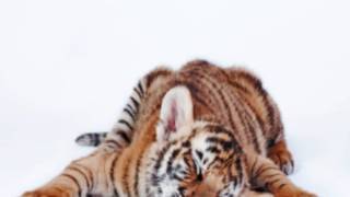 "Skies Are Blue" - Christopher Barran - Cute Animals