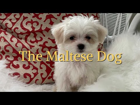 The Maltese Dog