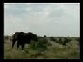 Safari Part 2