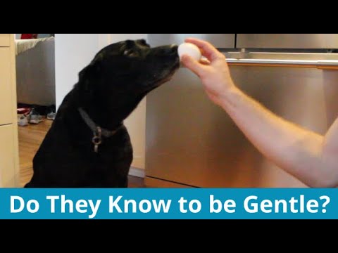 YouTube video about: Why are dogs gentle with eggs?