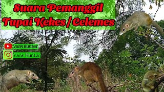 Download lagu Suara Tupai Kekes | Celemes Terbaru 2022 AMPUH mp3 Download lagu Suara Tupai Kekes | Celemes Terbaru 2022 AMPUH mp3