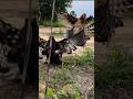 Black Eagle hunt hen birds of prey on the ground without mercy #eaglehunting #amazing #birdhunting