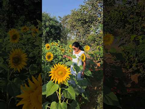 #sravya #flowers #youtubeshorts #