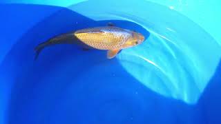 video van Oshiba Shigure 2311505