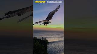 Download lagu MELIHAT BURUNG ELANG BESAR TERBANG DAN INDAHNYA SUNSET🦅 #shorts mp3