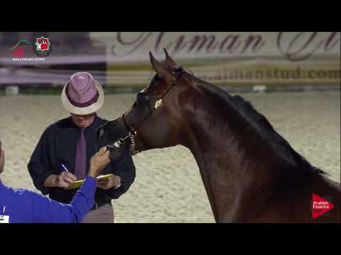 N 576 D SARI   UAE Nationals 2019