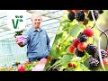 Where Do Raspberries And Blackberries Thrive Volker S Gardening Knowledge