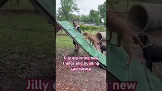 Video preview image #1 American Pit Bull Terrier-Unknown Mix Puppy For Sale in Milton, FL, USA