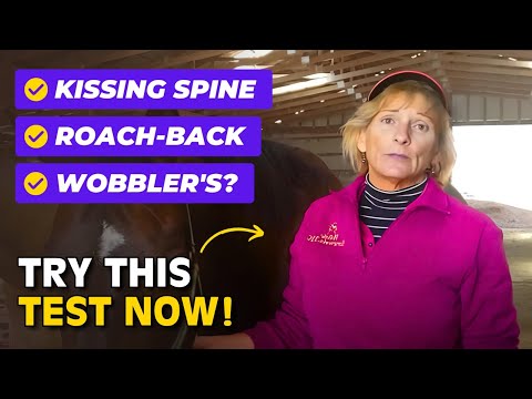 YouTube video about: What is roach back in horses?