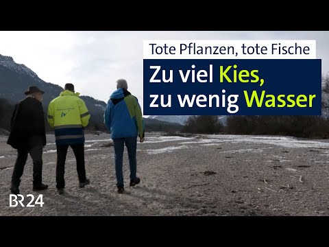 Dead plants, dead fish: Isarkies' ongoing problem | Evening news | BR24