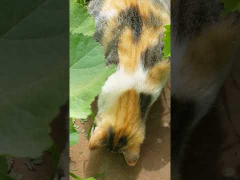 Shan cat flirting with ants