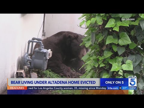 جار من نوع خاص.. دب يستأجر قبو منزل لـ37 يوماً قبل إخراجه بطريقة مبتكرة في 20 دقيقة 