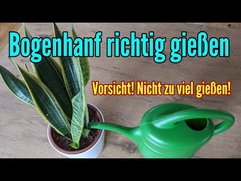 Bogenhanf richtig gießen - Wie oft und wieviel Bogenhanf gießen? Sansevieria