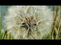 July Dandelion Seeds 