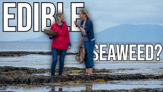 Is Seaweed the New Kale?