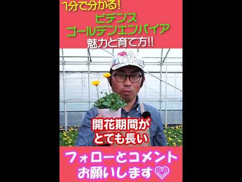 ロックガーデンで育てるべき低木と多年草はどれですか?目を惹く10種！  庭園