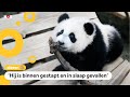 Daar is hij dan: het eerste Nederlandse pandajong