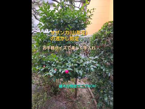 モダンな造園大型コールテン鋼プランター多肉植物