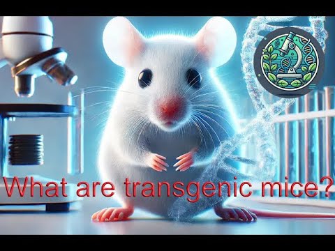 What Are Transgenic Mice?