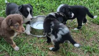 Video preview image #1 Border-Aussie Puppy For Sale in BLUE RIVER, WI, USA