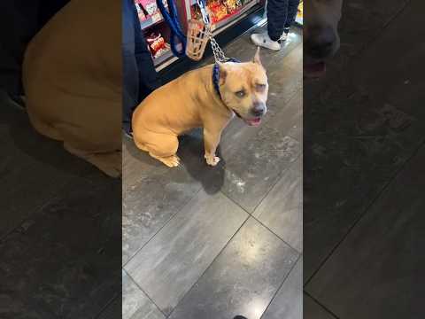 Dangerous Dog🥺💯😱#viral #trending #reels #comedy #shorts #shortsfeed #doglover #dog