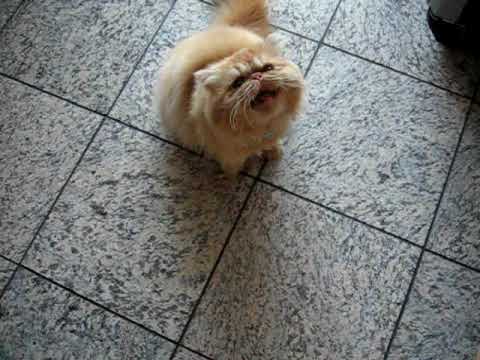 Persian Cats Crying for Food