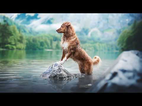 Österreich Trip 2018 - Purrpaws Fotografie Natalie Große