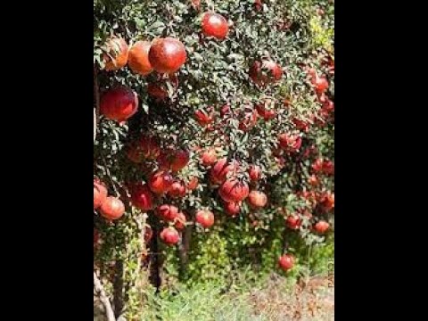 Awesome Agriculture Technology: Pomegranate Cultivation - Pomegranate Farm and Harvest