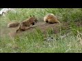 Badger vs Fox