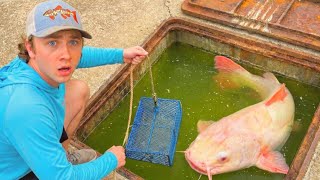 Trapping RARE Aquarium Fish in a Sewer!