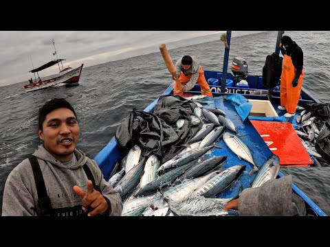 Watch the incredible bonito fishing on the high seas
