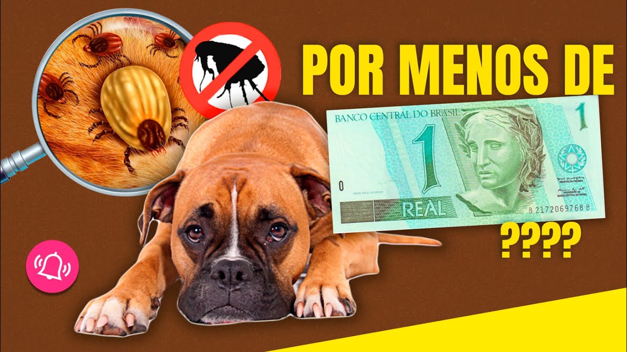 Remédio BARATO, SEGURO E EFICAZ para ACABAR COM PULGAS, CARRAPATOS E PIOLHOS DE Cachorros e Gatos!