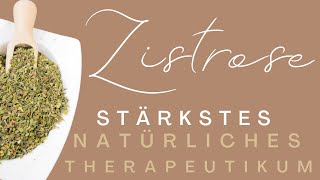 CISTUS INCANUS: Die kretische Zistrose | MEINE ERFAHRUNG