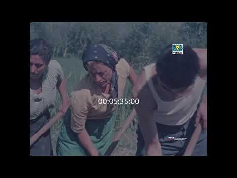 Colori di Ciociaria (Ignazio V. Senese, 1954)