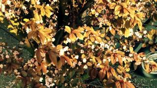 Iphone 5 FiLMiC Pro test