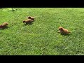 Miniature Poodle dogs for sale: Murphy - Video 2