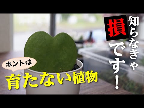 ハートの葉っぱの泡の花 植物