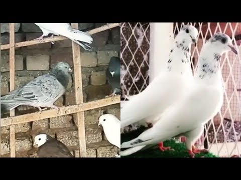 High flying tippler pigeons and lofts