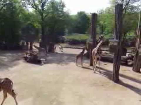 Zoo Osnabrück bei den Giraffen Teil 2 ,am Mittwoch den 2.05.2012